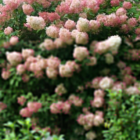 Фото Гортензия метельчатая Фантом