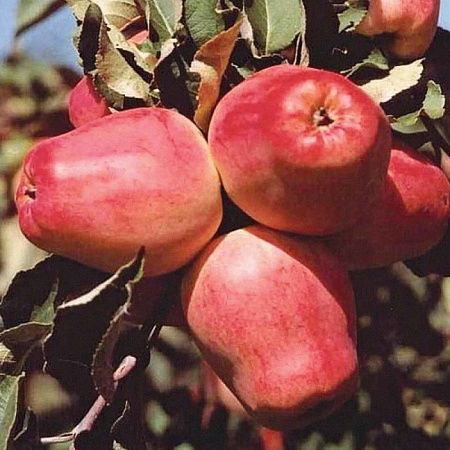 Фото Яблоня Кандиль орловский