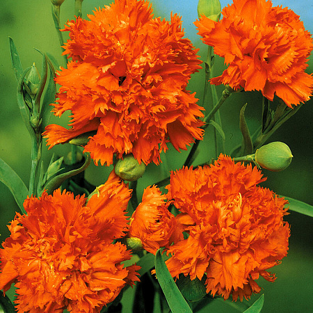 Фото Гвоздика садовая Шабо Оранжевый щербет