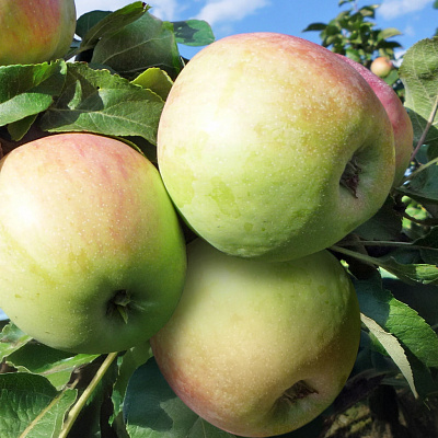 Яблоня колонновидная Восторг