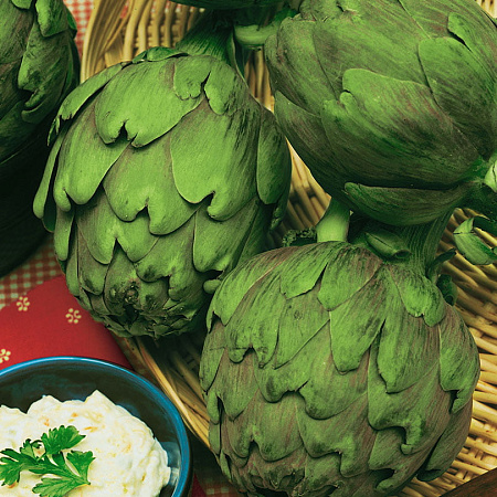 Фото Артишок Грин глоуб