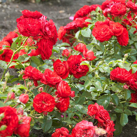 Фото Роза почвопокровная Фея в красном