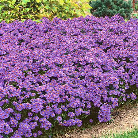 Фото Астра кустарниковая Блю Лагун