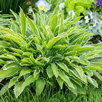 Хоста Сэндхилл Крейн