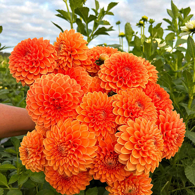 Георгин шаровидный Сильвия