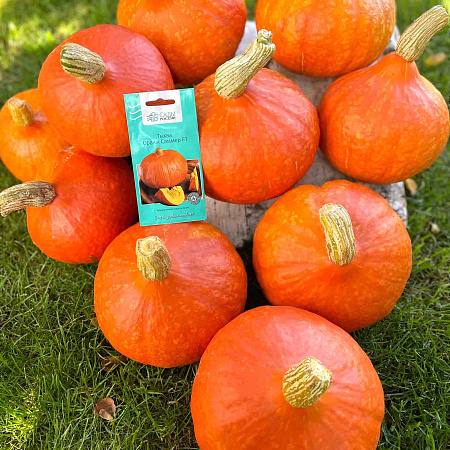 Фото Тыква Оранж Саммер F1