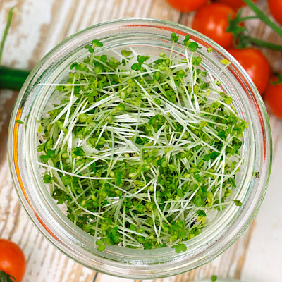 Микрозелень Горчица