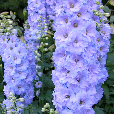 Дельфиниум Дельфис Монинг Лайт