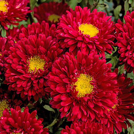 Фото Астра Матсумото Ред