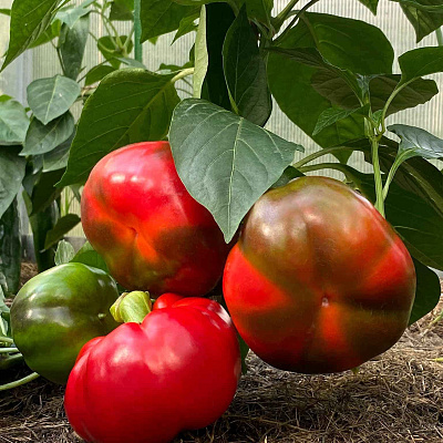 Перец сладкий Садовое кольцо