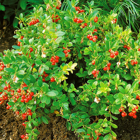 Фото Брусника Сюзи