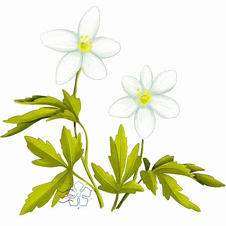 Фото Ветреница Амурская