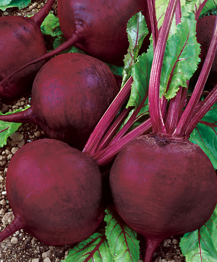 Купить семена Свёкла Диаз F1 — от НПО Сады Росcии