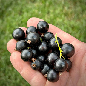 Смородина черная Бен Хопен