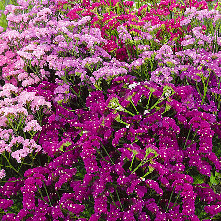 Фото Статица Сиреневый туман набор