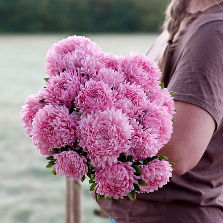 Фото Астра Сиринга Лайт Роуз