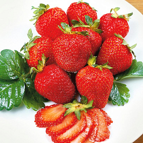 Земляника садовая Медовая