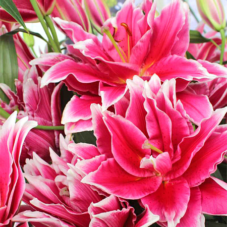 Фото Лилия восточная махровая Дабл Фэнтази