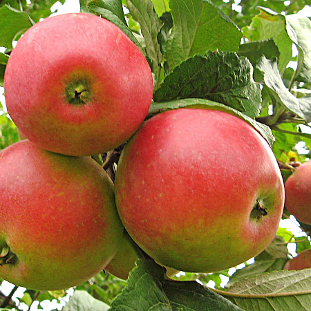 Фото Яблоня Краса Свердловска