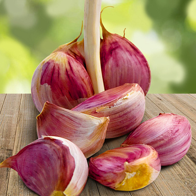 Чеснок озимый Подарок