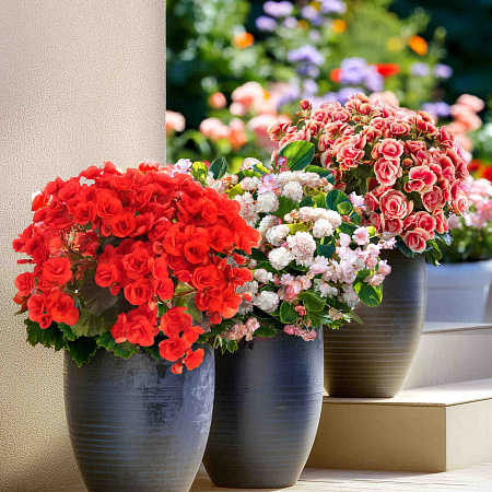 Фото Набор бегоний элатиор №3