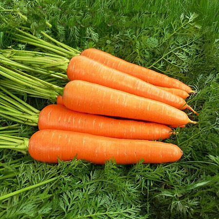 Фото Морковь Олимпо F1 0,5гр