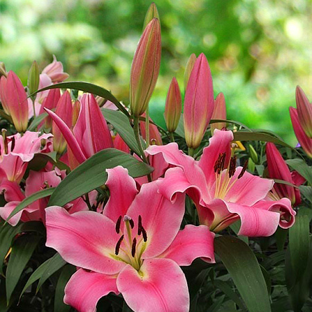 Фото Лилия ОТ-гибрид Бастонь