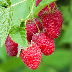 Малина ремонтантная Барон