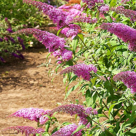 Фото Буддлея Розовый восторг