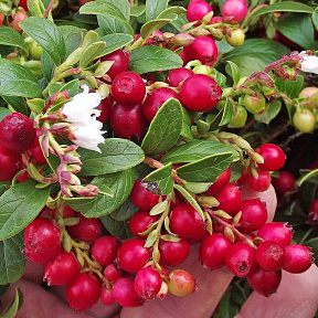 Брусника Коралл