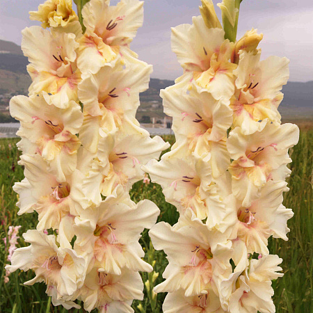 Фото Гладиолус Властелин