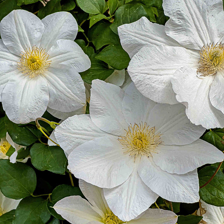 Фото Клематис Шираюкихиме