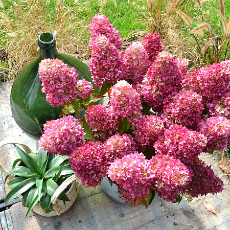 Фото Гортензия метельчатая Редлайт