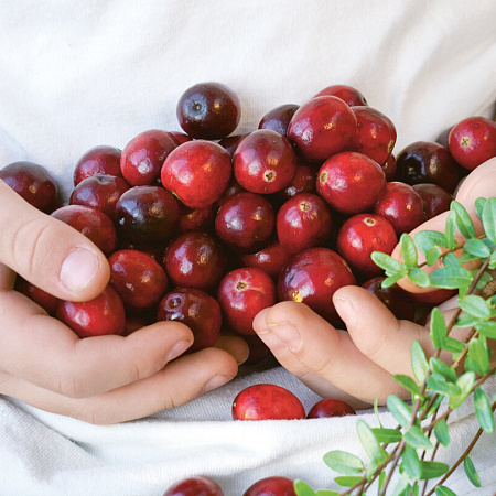 Фото Клюква Мак Фарлин