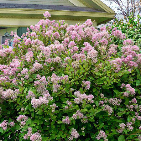 Фото Краснокоренник (цеанотус) бледный Мари Симон