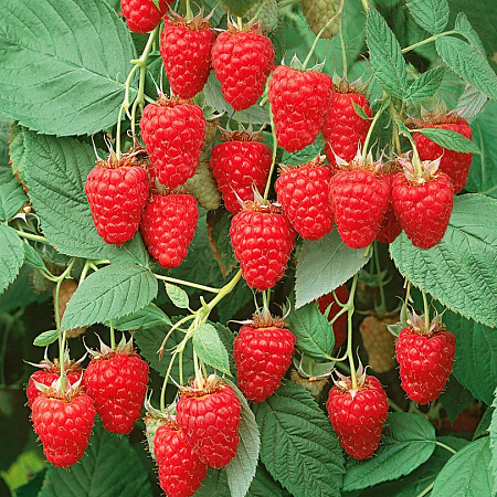 Фото Малина Киржач