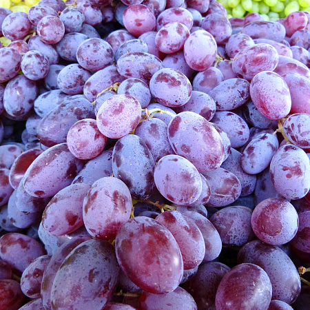 Фото Виноград Граф Монте-Кристо