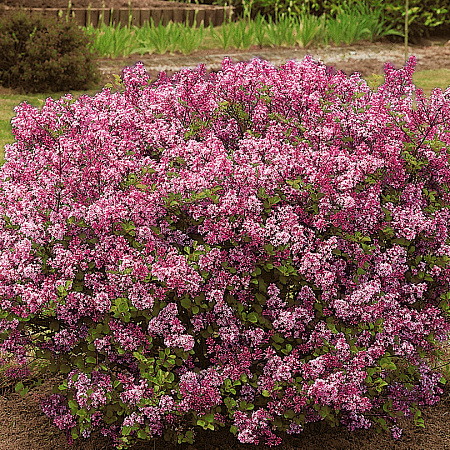 Фото Сирень Мейера Палибин