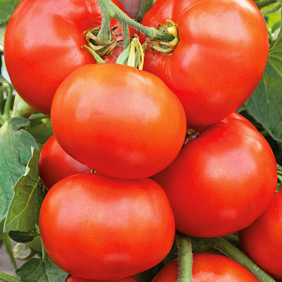 Помидор Стан 5000