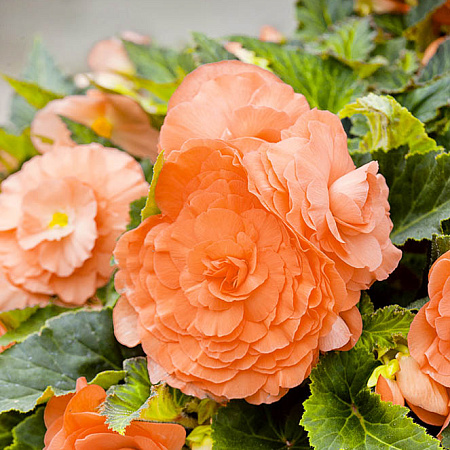 Фото Бегония клубневая Гоу-гоу Лососёвая