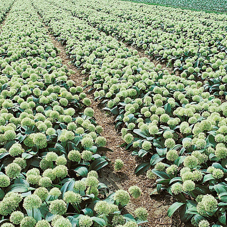 Фото Лук декоративный Слоновая кость