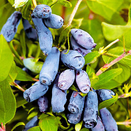 Фото Жимолость Морена