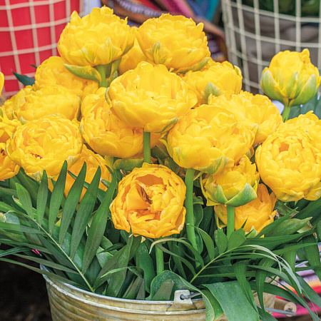 Фото Тюльпан Пионовый жёлтый