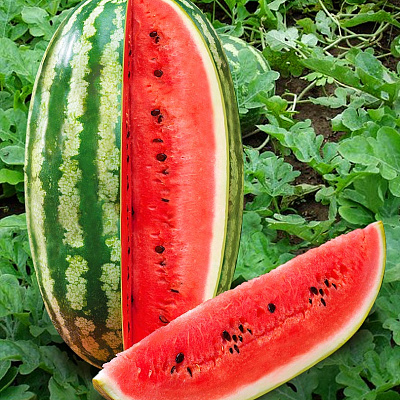 Арбуз Волжанин