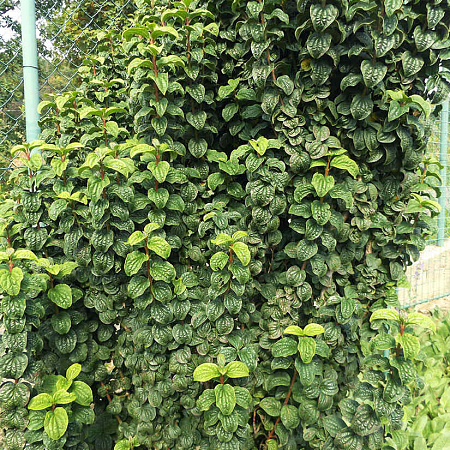 Фото Дёрен Компресса