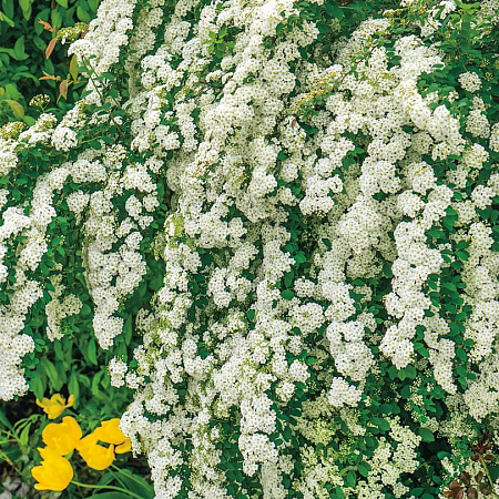 Фото Спирея Вангутта