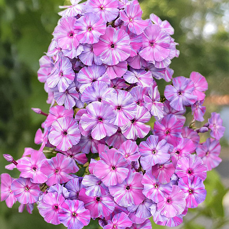 Фото Флокс метельчатый Отэм Джой