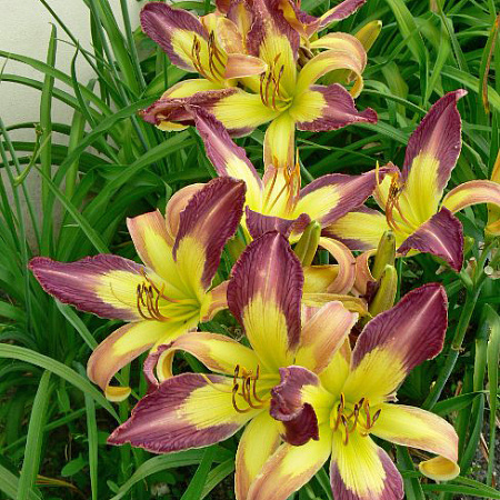 Фото Лилейник Эплик