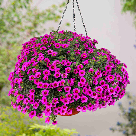 Фото Калибрахоа Классик Роуз Бласт