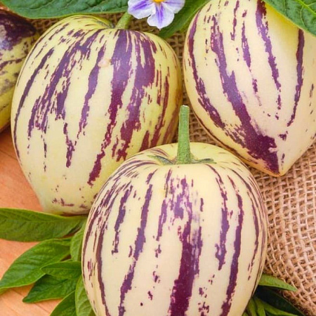 Фото Пепино